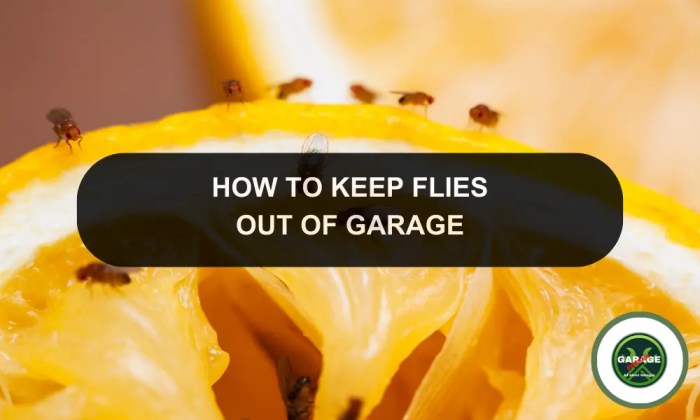 How to get rid of flies in garage