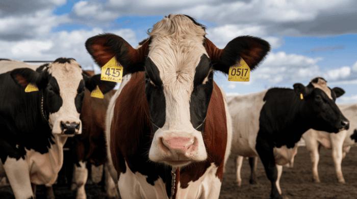 How much does it cost to butcher a cow