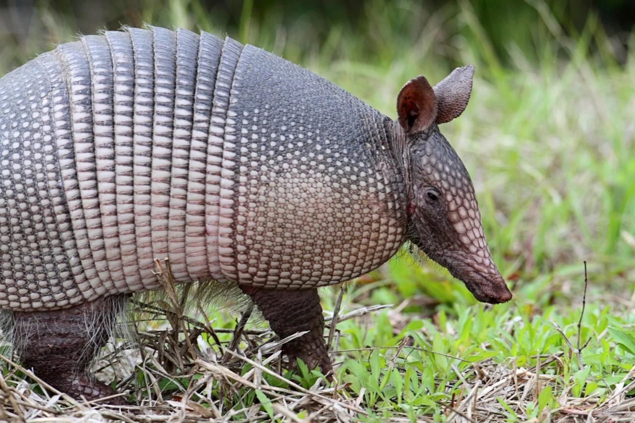 How to shoot an armadillo