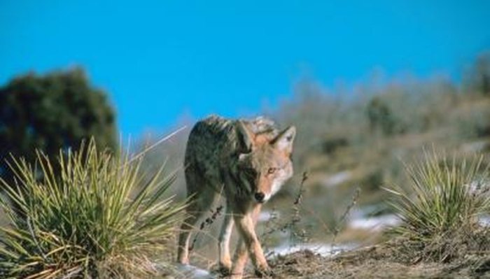 How to bait coyotes