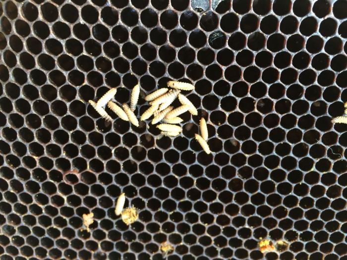How to get rid of hive beetles in a beehive