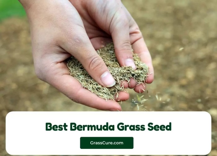 How to grow bermuda seed