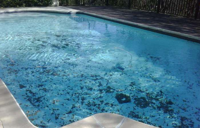 How to get rid of black algae in my pool