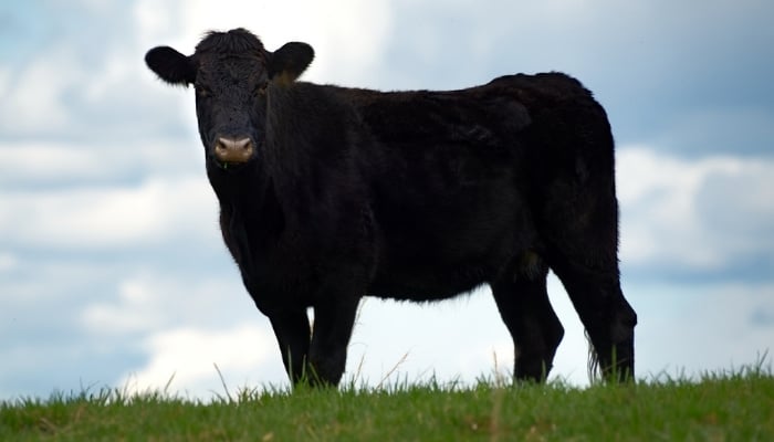 How Much Does It Cost to Process a Cow? A Comprehensive Guide