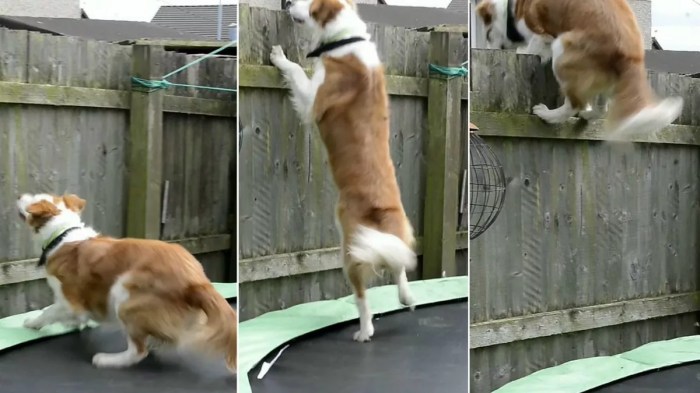 How to keep dogs from jumping on fence