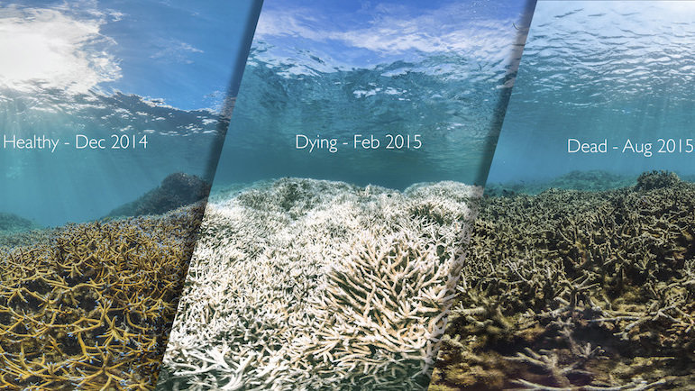 How to get previlage ocean coral spring
