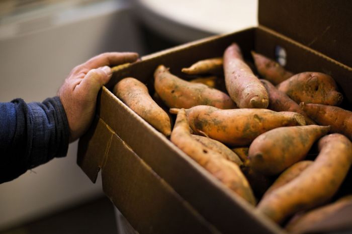 Sweet potato origins Texas