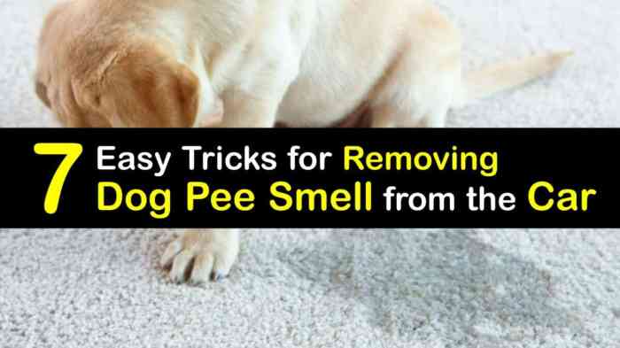 Smell anyway needs right car who dogshaming