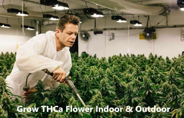 How to grow thca flower