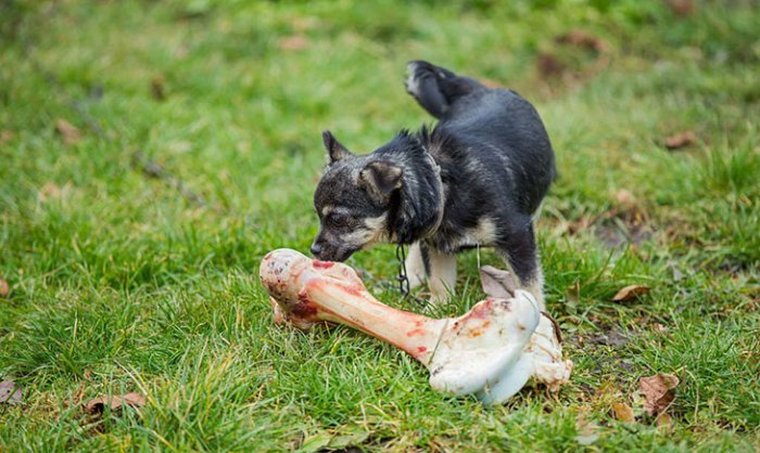 How to prepare marrow bones for dogs