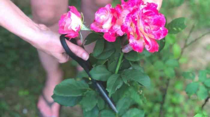 How long do a rose take to charge