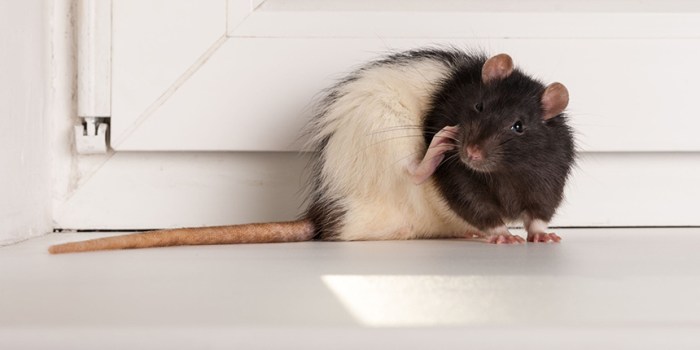How long does rat bait take to work