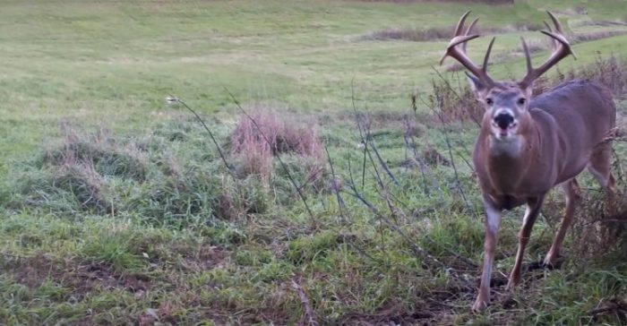How to tell a buck's age