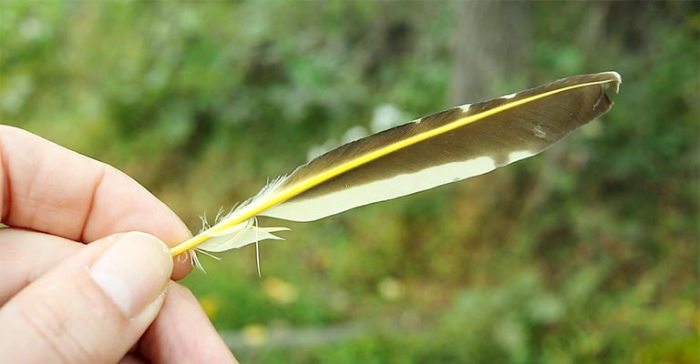 How to sanitize a feather