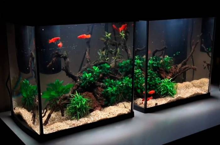 How long does it take to cycle a tank