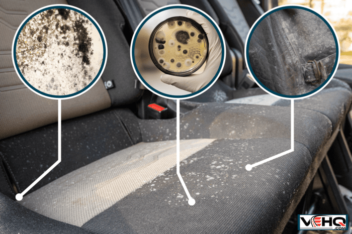 How to get rid of mold in a car