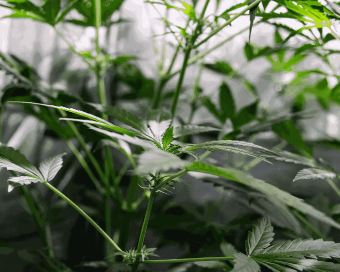 How to control humidity in grow tent