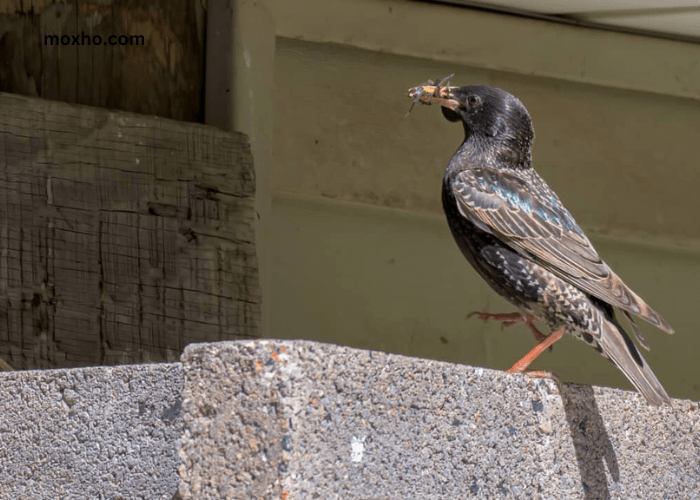 How to get birds out of my garage