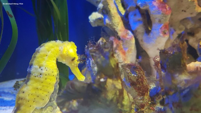 How to move fish