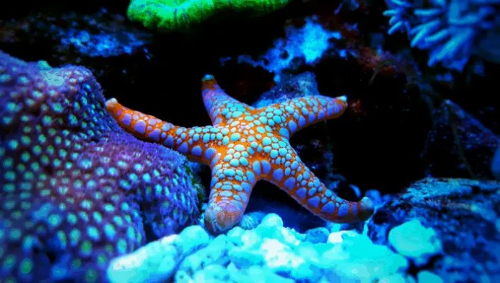 Reef raise reef2reef Reef raise reef2reef