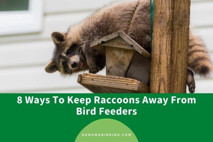How to keep raccoons off bird feeders