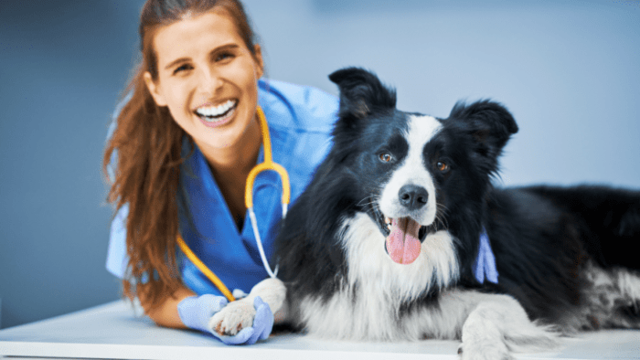 Free veterinary care for low income near me no insurance