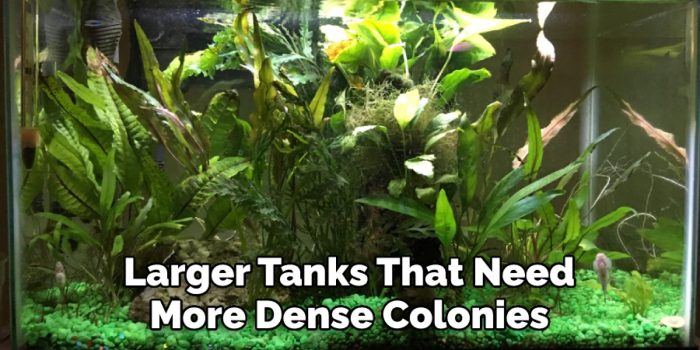 How long does it take to cycle a tank