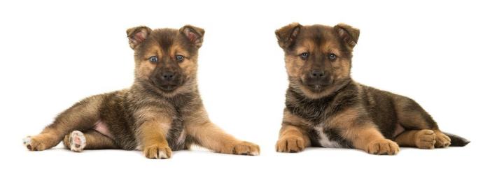 How to know if a pomsky will get bigger