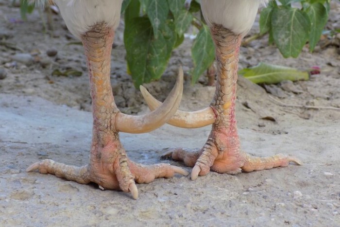 Rooster spurs trimming poultrykeeper How to trim spurs on a rooster