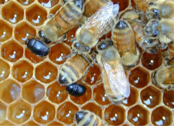 How to get rid of hive beetles in a beehive