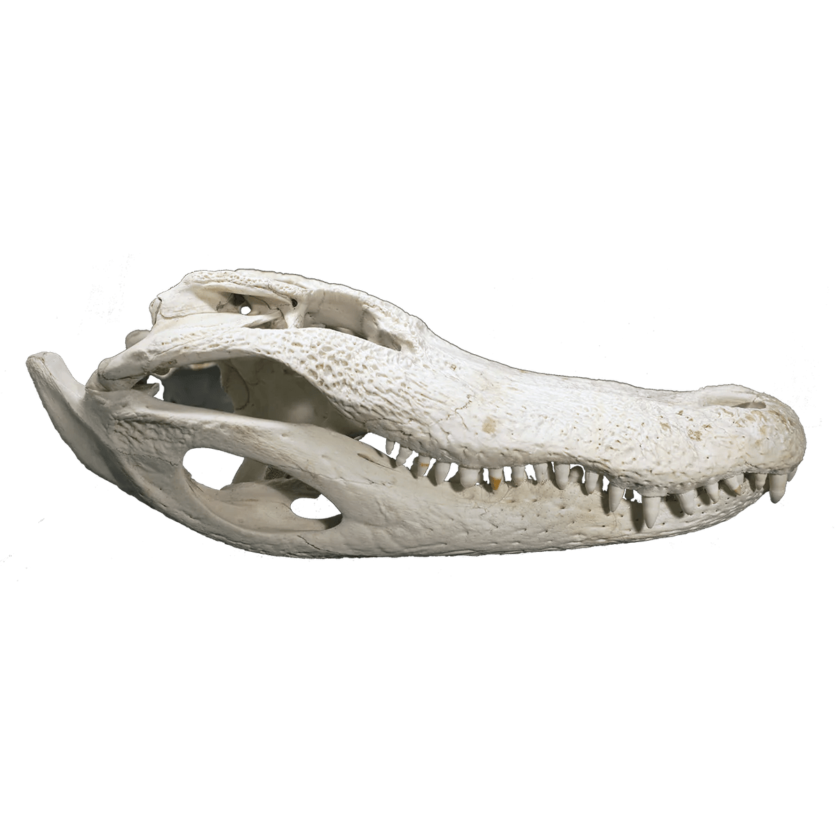 How to preserve a alligator skull