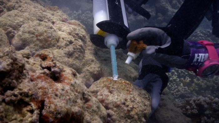 How to get previlage ocean coral spring