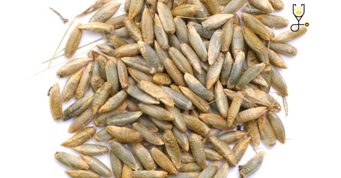How much grain to feed a horse