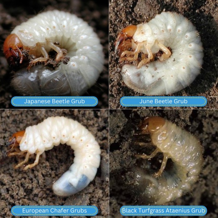 How to identify different types of grubs in pennsylvania
