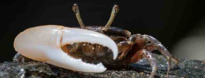 Fiddler crabs catch redfish rig drum black ground they fishing Fiddler crabs catch redfish rig drum black ground they fishing