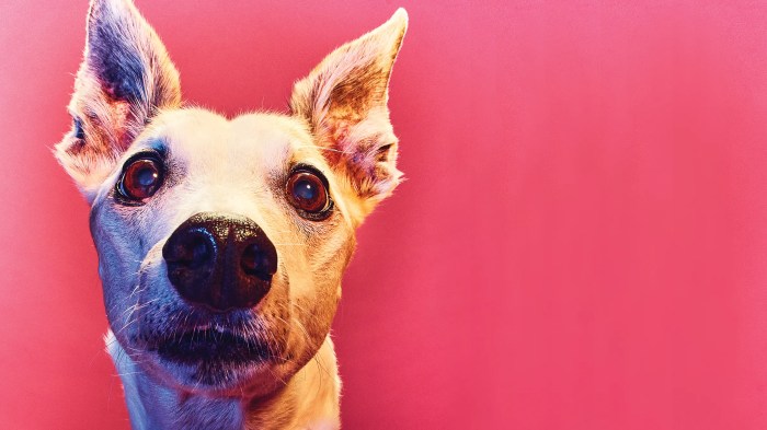 How Much to Taxidermy a Dog A Comprehensive Guide