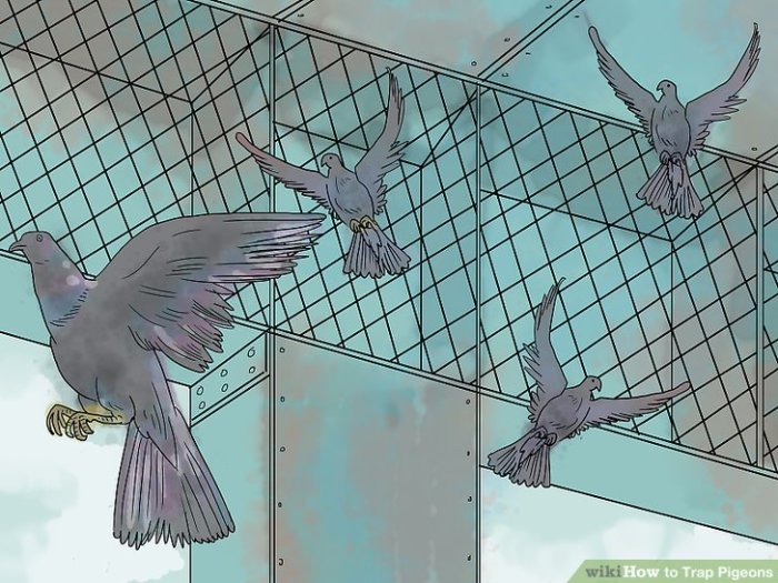 Trap pigeons pigeon traps humane Trap pigeons pigeon traps humane