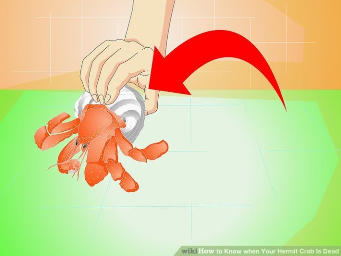 How to Know if a Hermit Crab is Dead A Guide