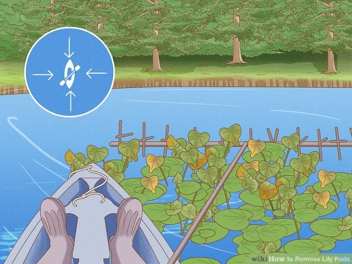 How to get rid of lily pads