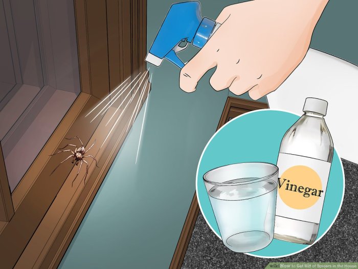 How to get rid of spiders basement