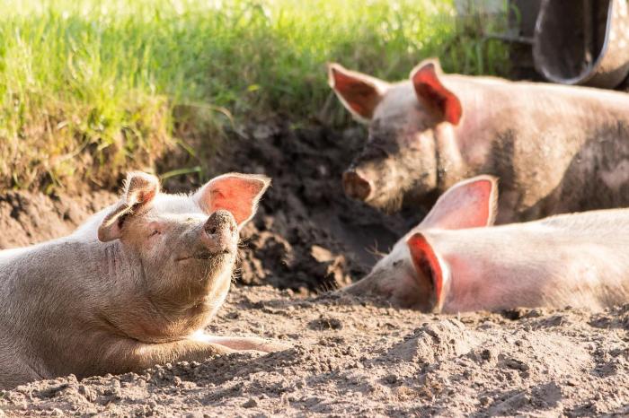 Macrumors How much to butcher a pig