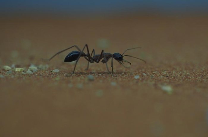 How to get rid of ants in rv