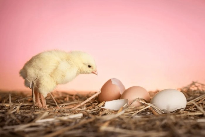 How to lower humidity in incubator