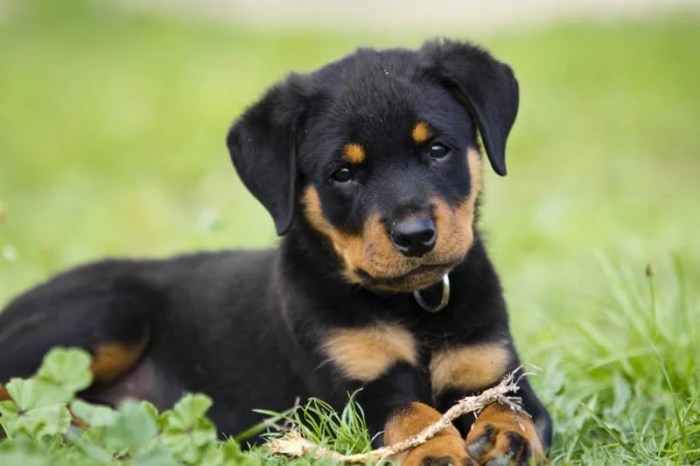 How Old Should a Puppy Be to Adopt?  Puppy Adoption Guide