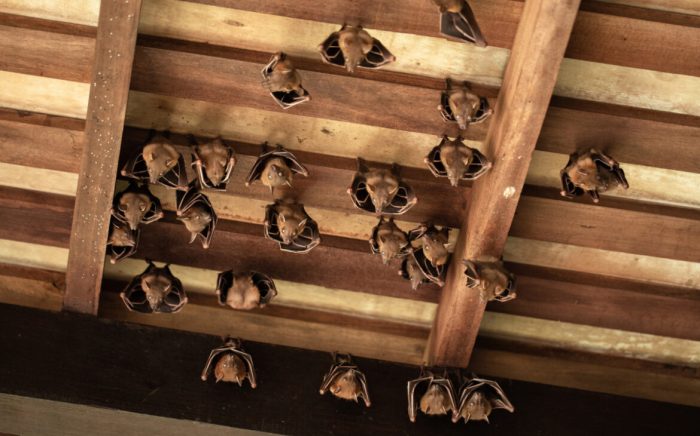 How to keep bats away
