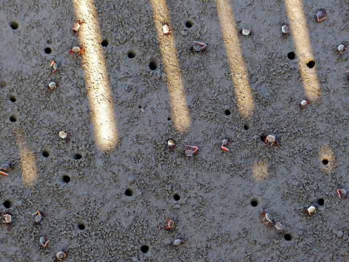 How to catch a fiddler crab