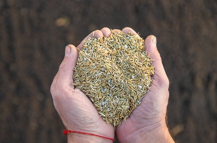 How to tell if grass seed is still good