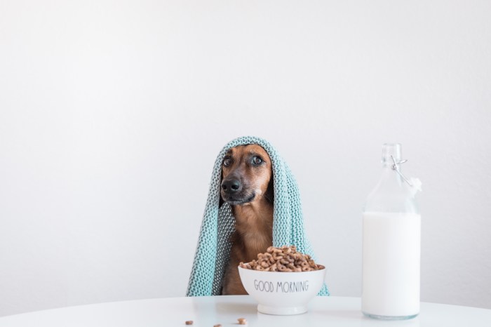 How to make cold nutritional breakfast bar for dog
