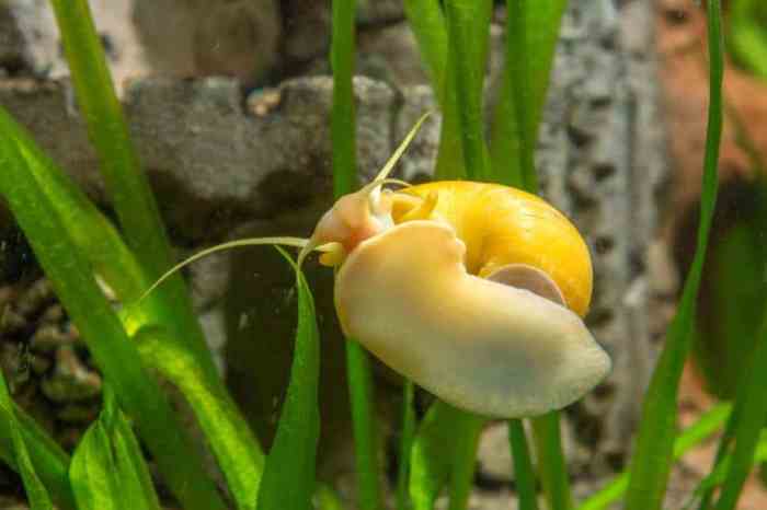 How to tell if mystery snail is dead