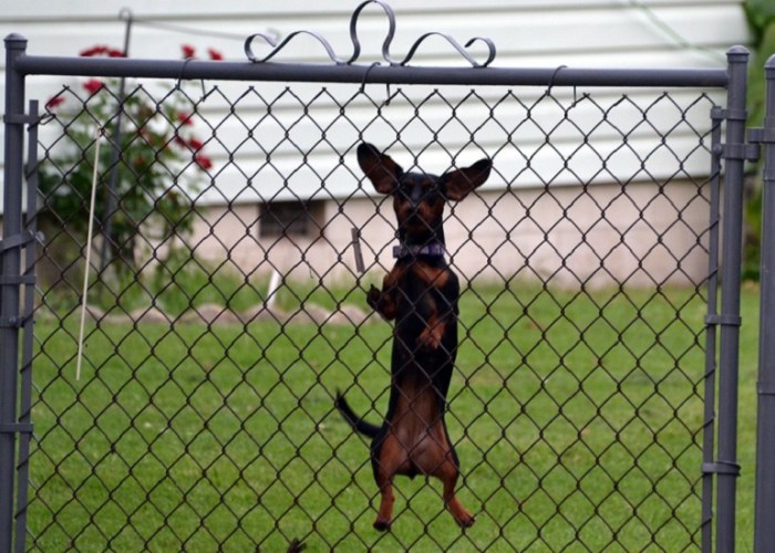 How to keep dogs from jumping on fence